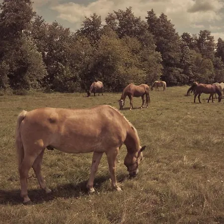 Masuria Warsaw Family - Dom Na Wylacznosc - W Lesie I Przy Rzece - 15 Min Od Warszawy - Idealny Dla Rodzin Z Dziecmi Ferienhaus