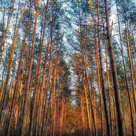 Ferienhaus Masuria Warsaw Family - Dom Na Wylacznosc - W Lesie I Przy Rzece - 15 Min Od Warszawy - Idealny Dla Rodzin Z Dziecmi