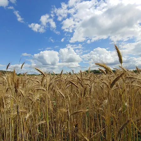 Ferienhaus Masuria Warsaw Family - Dom Na Wylacznosc - W Lesie I Przy Rzece - 15 Min Od Warszawy - Idealny Dla Rodzin Z Dziecmi *