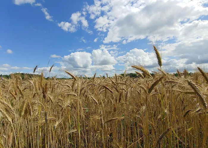 Holiday home Masuria Warsaw Family - Dom Na Wylacznosc - W Lesie I Przy Rzece - 15 Min Od Warszawy - Idealny Dla Rodzin Z Dziecmi *